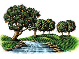 Orange Grove Art